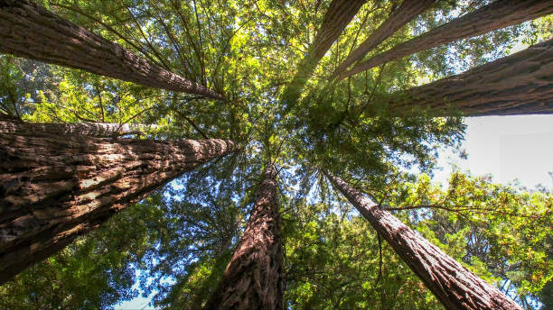 Best Tree Health Inspection  in Lexington, TN