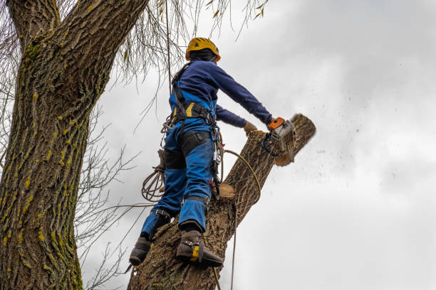 Best Tree Removal  in Lexington, TN
